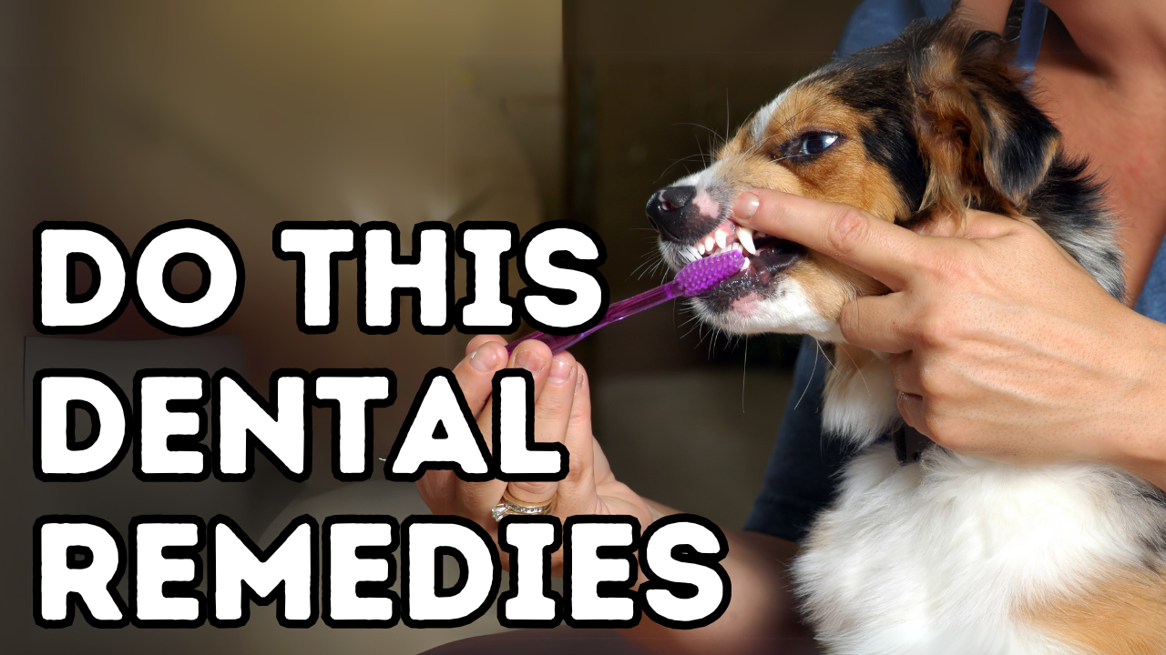 Save Money on Vet Bills: Easy At-Home Dental Care for Pets