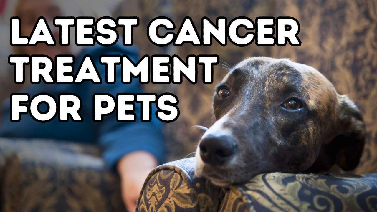 What’s New in Pet Cancer Care? Check Out the Latest Treatment Advances!