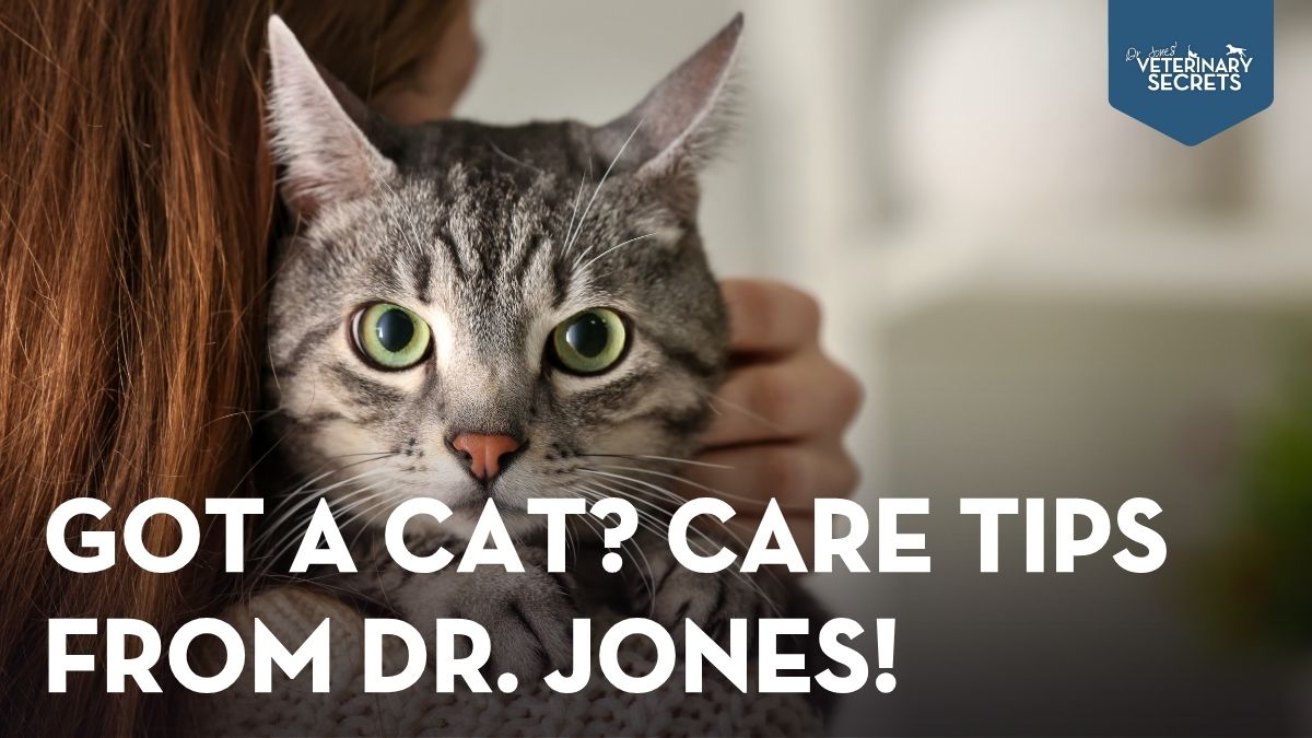 5 Must-Know Cat Care Tips from Dr. Jones for Every Cat Parent