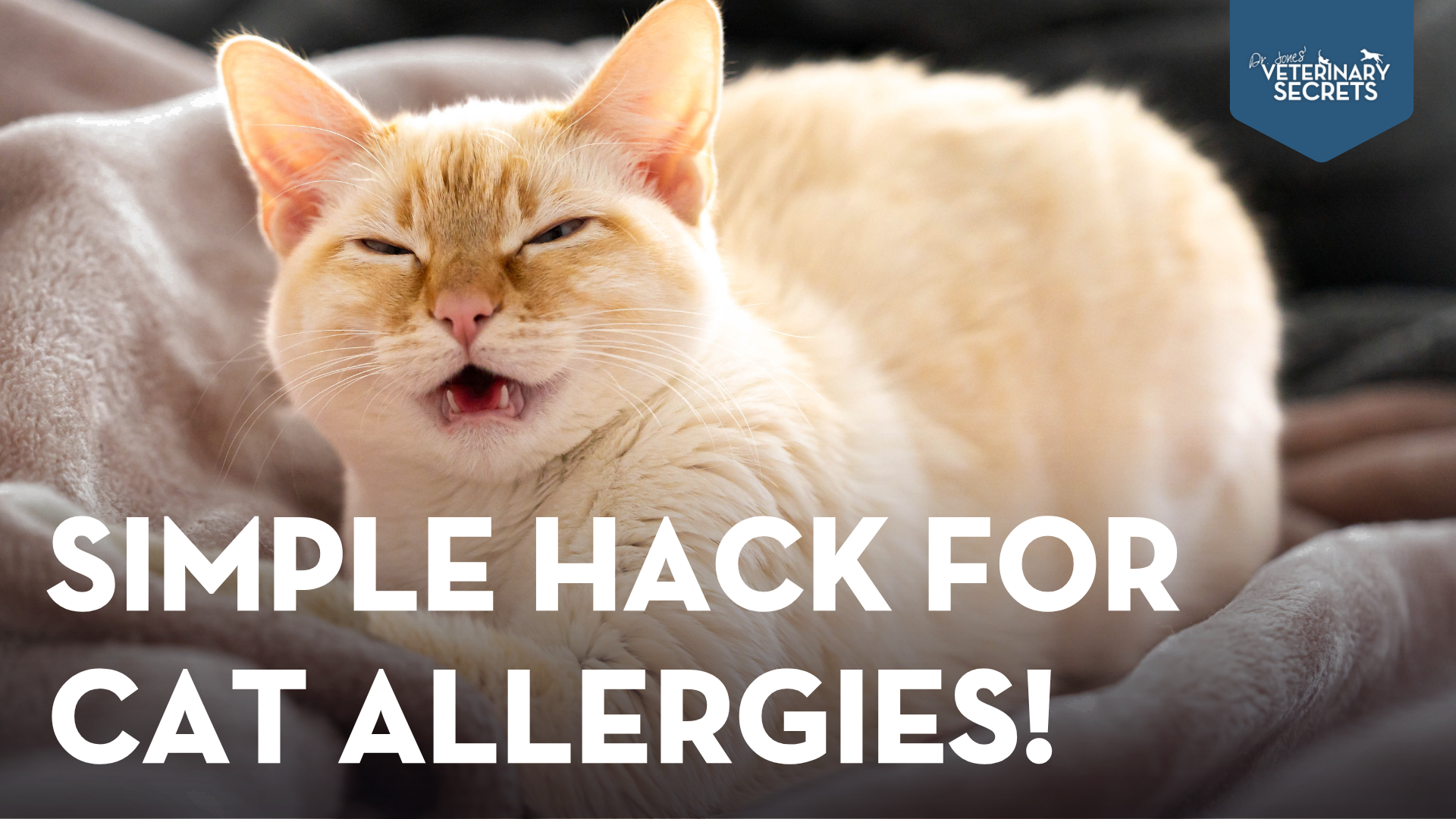 Tired of Cat Allergies? Here’s a Super Simple Solution That Works!