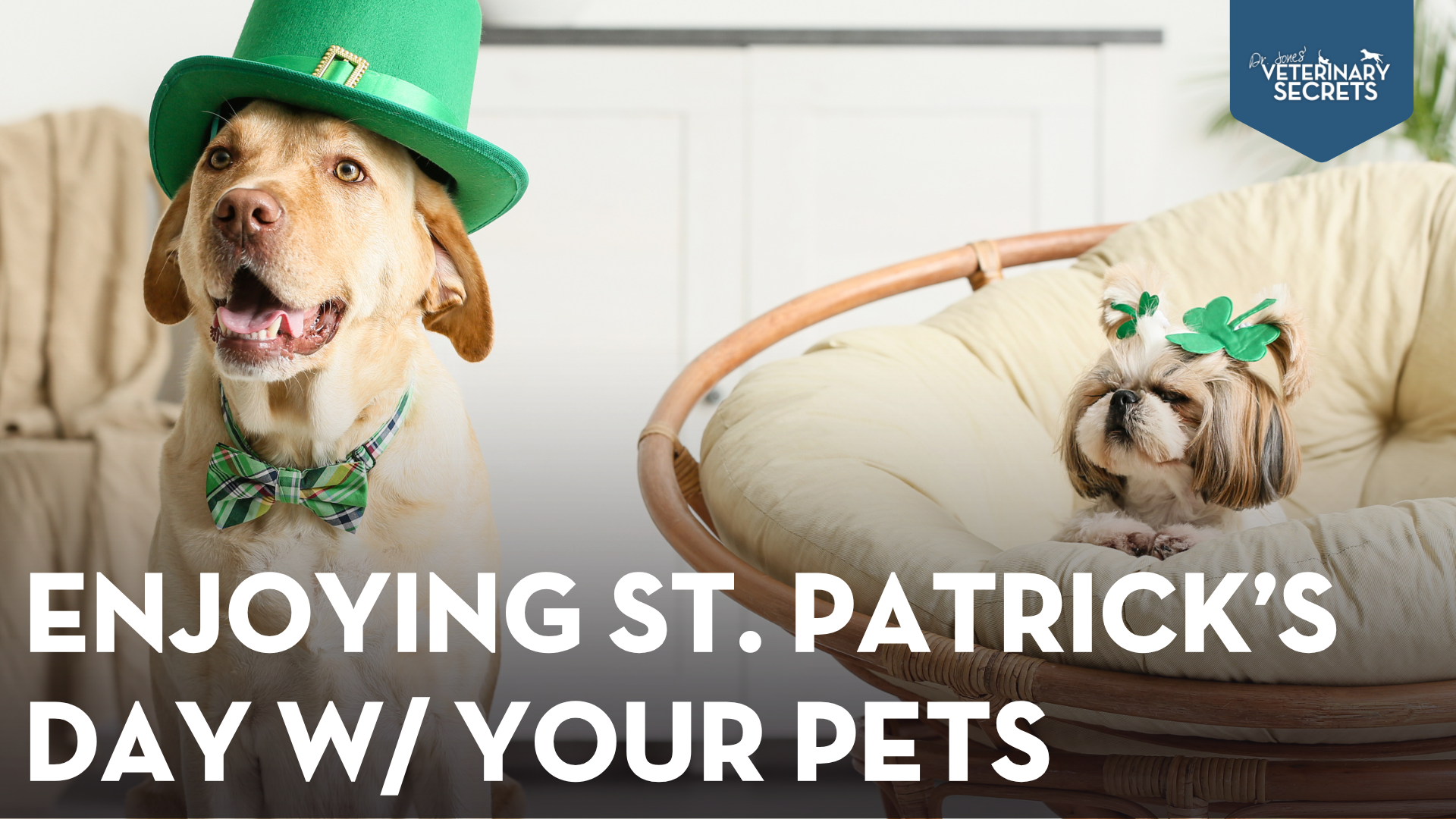 St. Patrick’s Day with Pets? Here’s How to Party Safely!