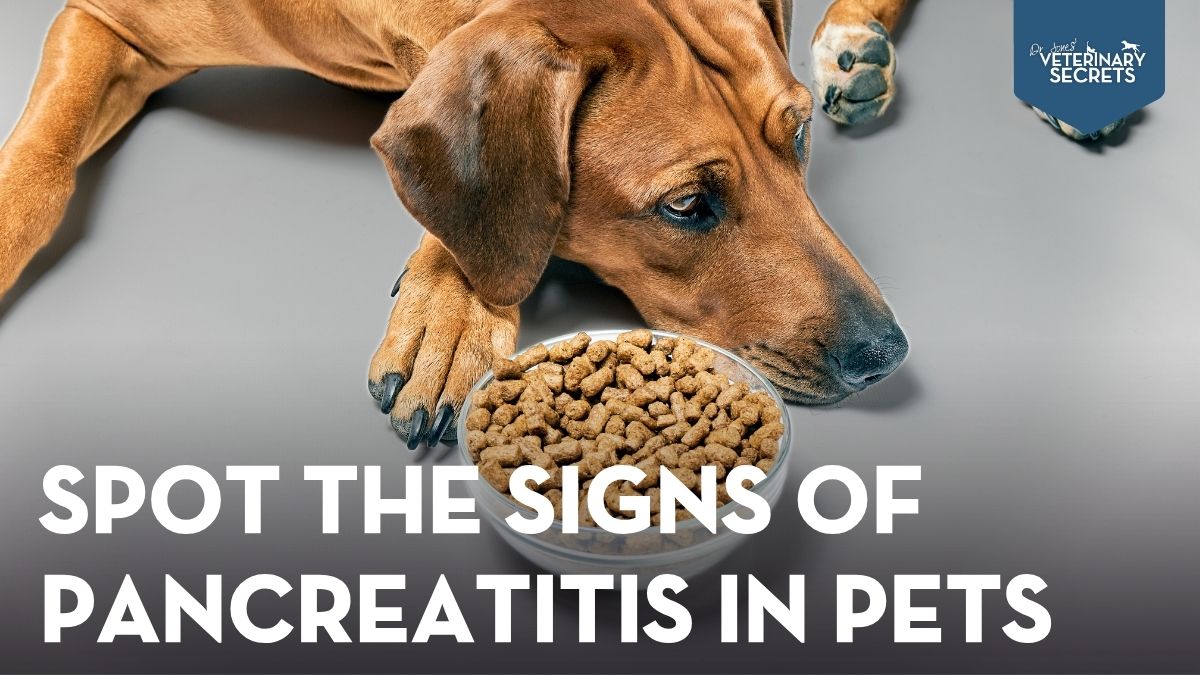 How to Spot the Signs of Pancreatitis in Pets and Effective Remedies to Try