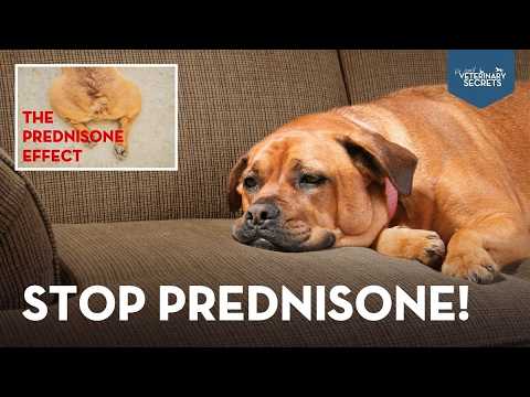 How to Avoid Prednisone Side Effects in Your Pet with These Safe Alternatives