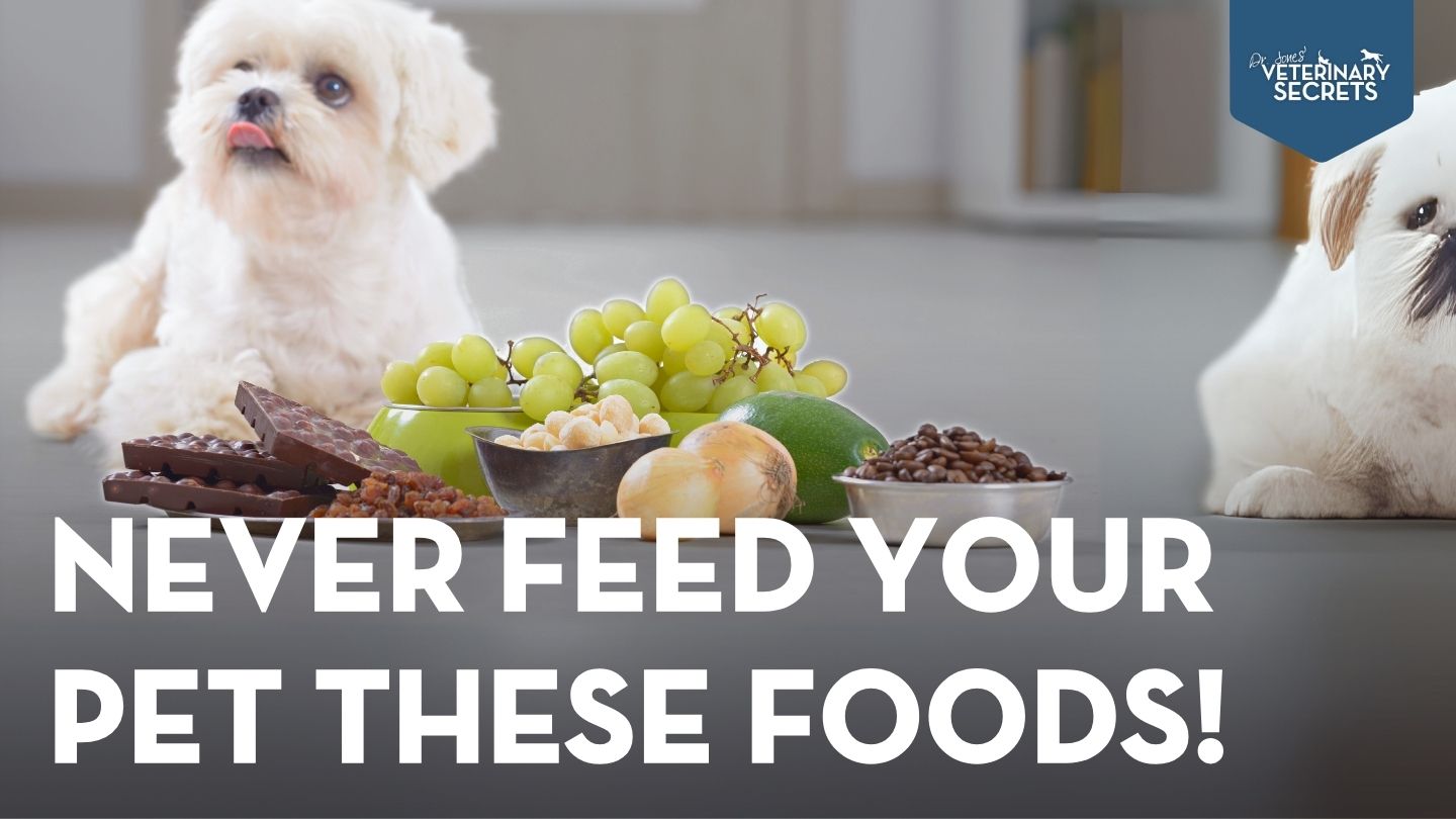 Dangerous Foods for Pets: Top Foods You Should Never Give Your Pets!