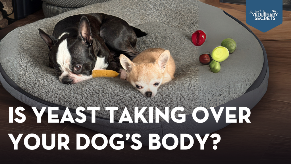 Effective Home Remedies for Yeast Infections in Dogs - Veterinary ... - Yeast Infection Prevention In Dogs With A History Of Utis