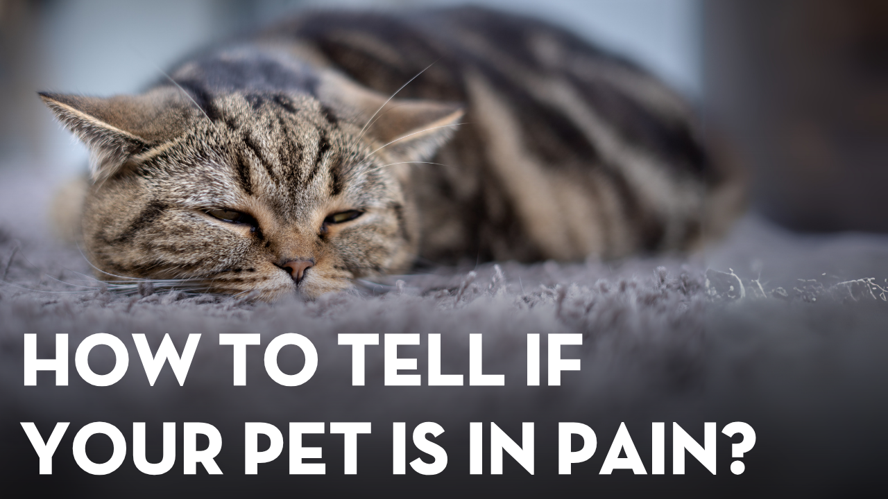 They Can’t Tell You They’re Hurting… But These Signs Will (Signs of a Pet in Pain)
