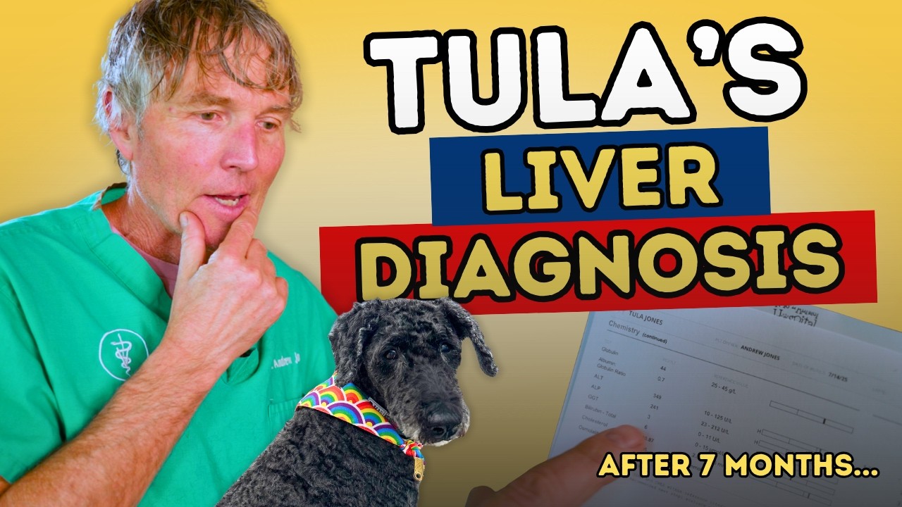 Can Your Dog Recover from Liver Disease? Tula’s 7-Month Success Story