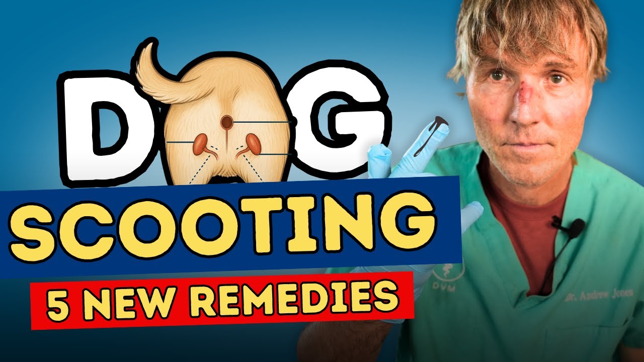 How to Stop Your Dog from Dragging Its Bum: 5 Proven Vet-Approved Remedies