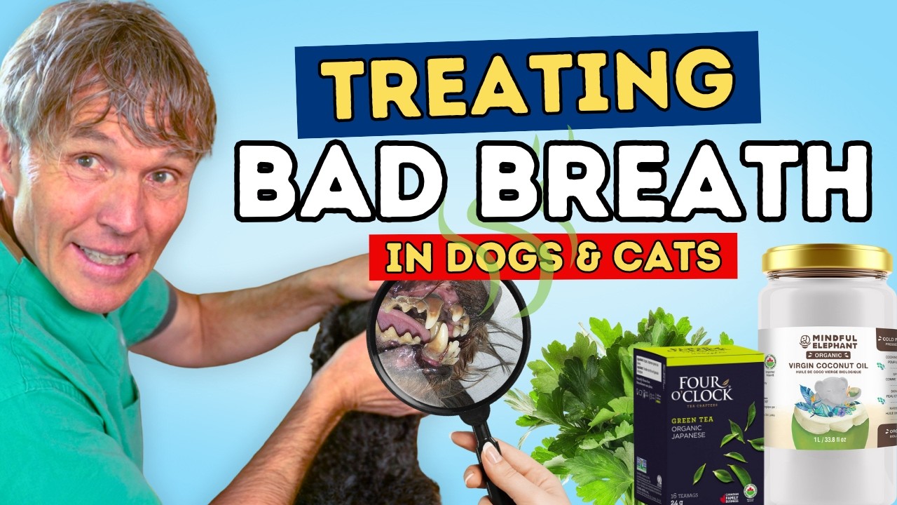 Simple Home Remedies to Eliminate Bad Breath in Dogs and Cats