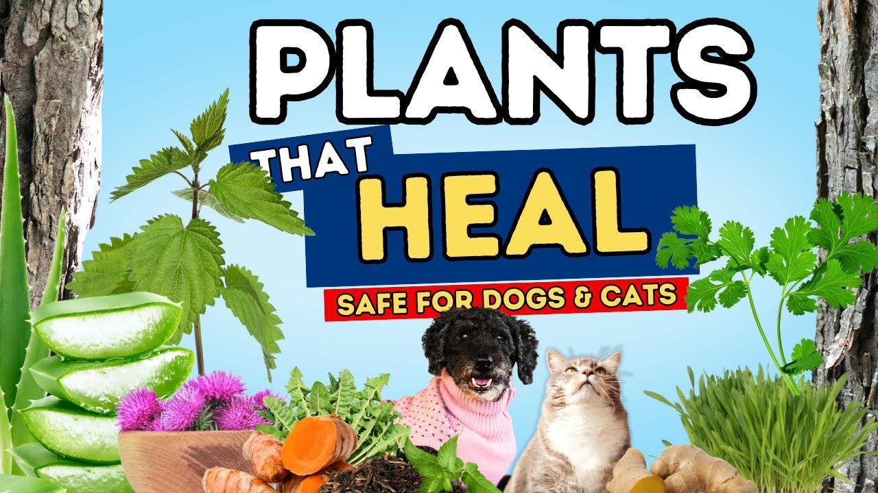 10 Healing Plants in Your Garden That Can Treat Dog and Cat Health Issues Naturally