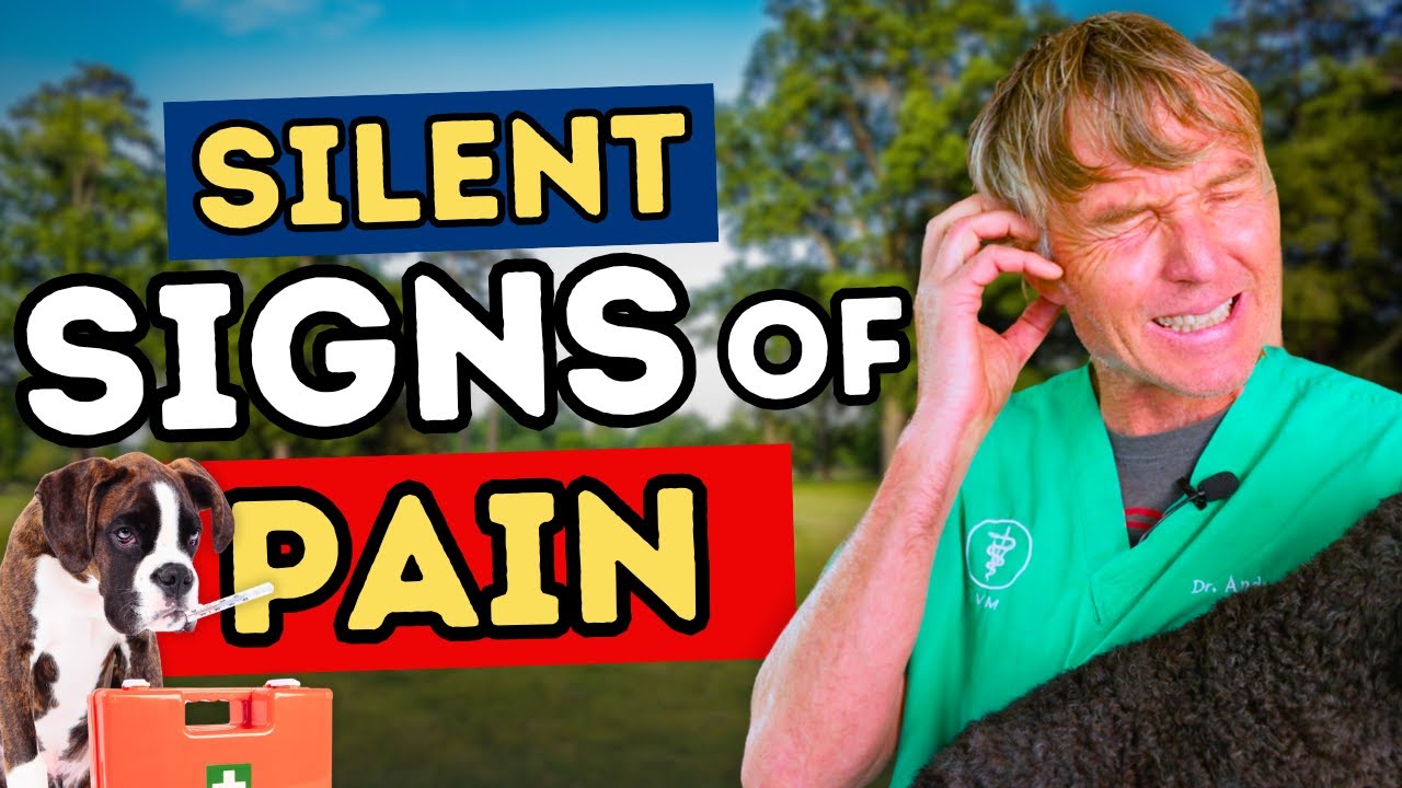 Top Signs Your Dog or Cat Is in Pain (Vet Advice)