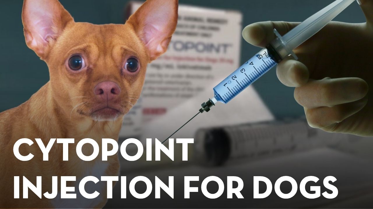 Cytopoint for Dogs: Is This Allergy Injection Really Safe?