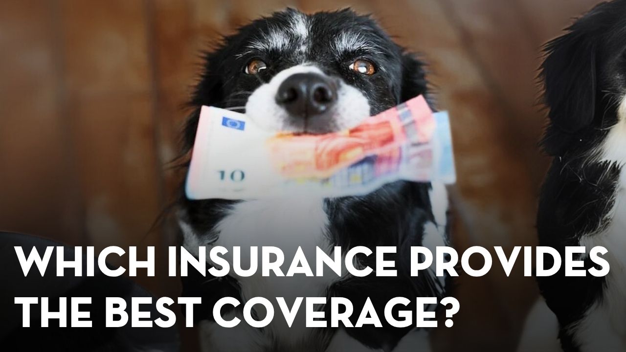 Best Pet Insurance for Dogs and Cats: Which Company Gives the Best Coverage?