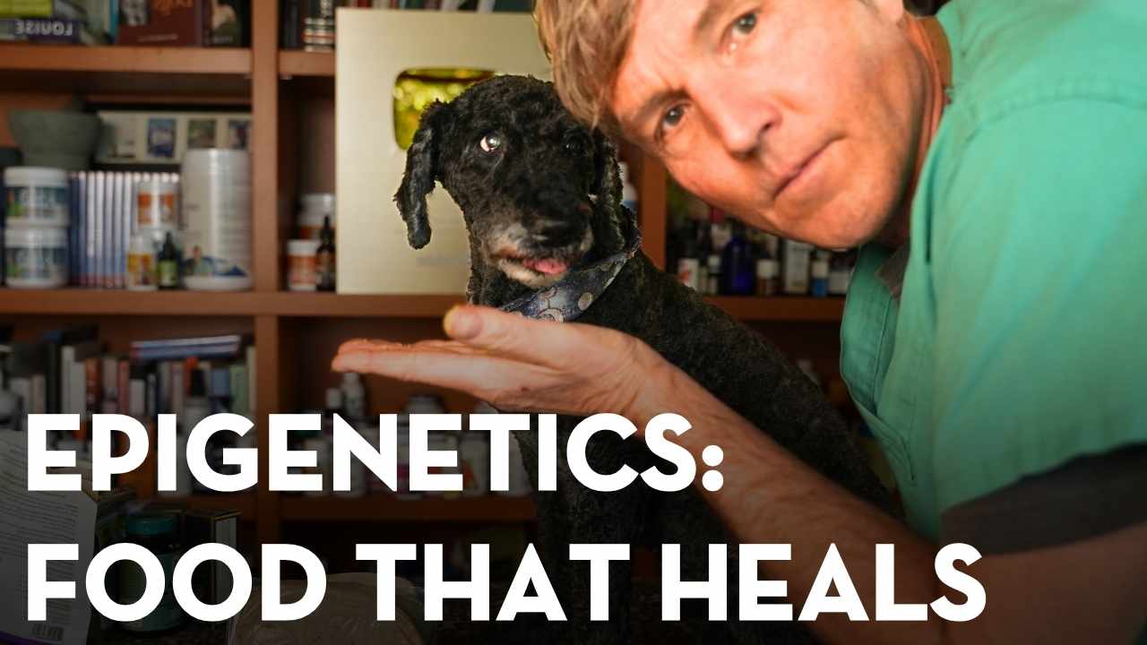 Can Food Change Your Pet’s Genes? The Truth About Epigenetics and Nutrition