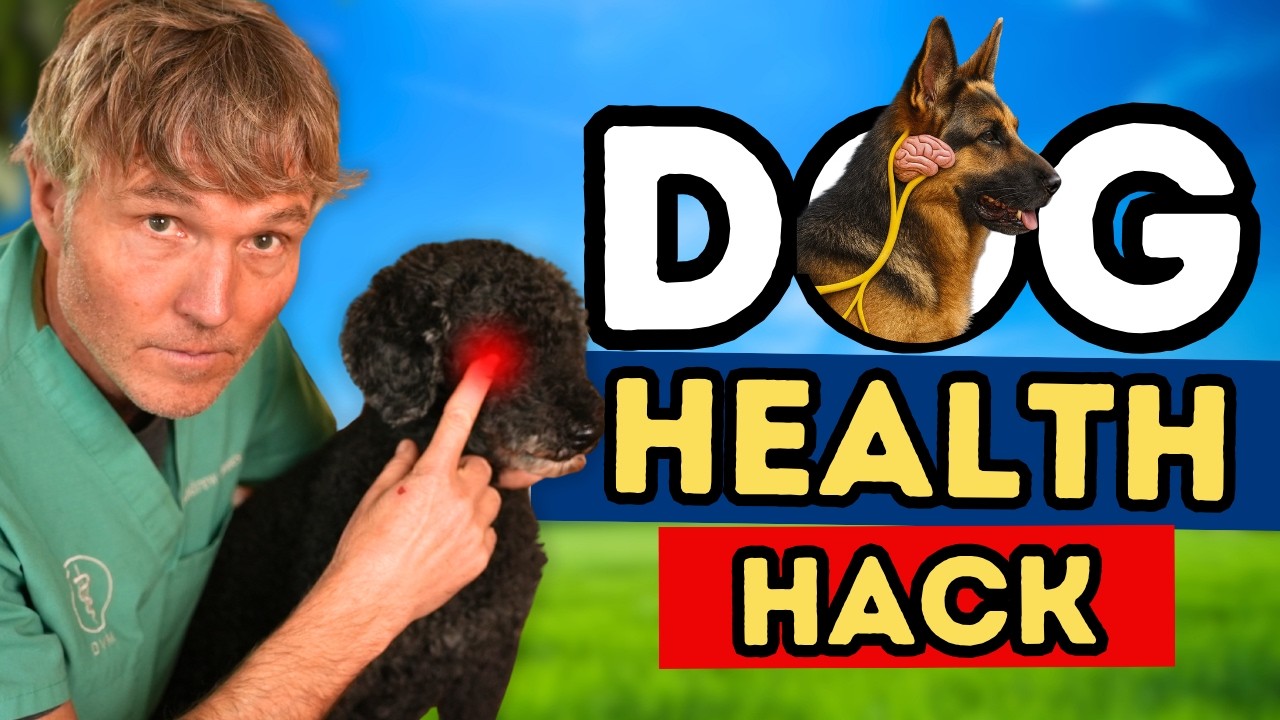 How Vagus Nerve Stimulation Can Naturally Improve Your Pet’s Health