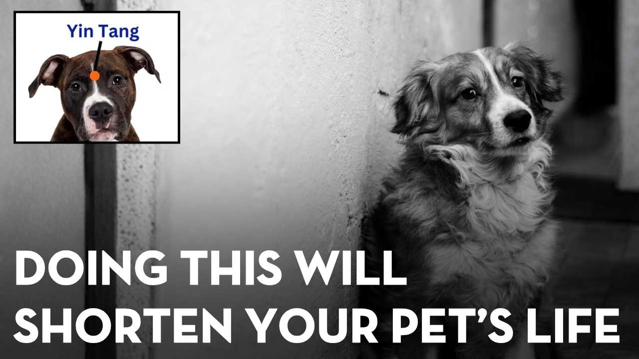 Can Stress and Anxiety Really Shorten Your Pet’s Life?