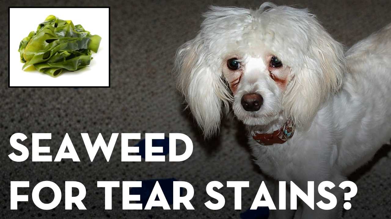 Seaweed for Dogs and Cats: 7 Important Benefits