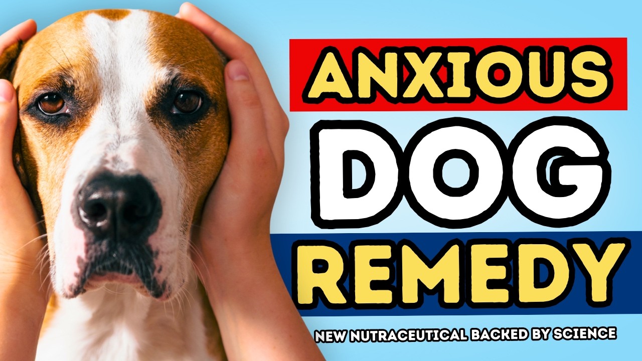 New Dog Anxiety Remedy Vets Are Talking About