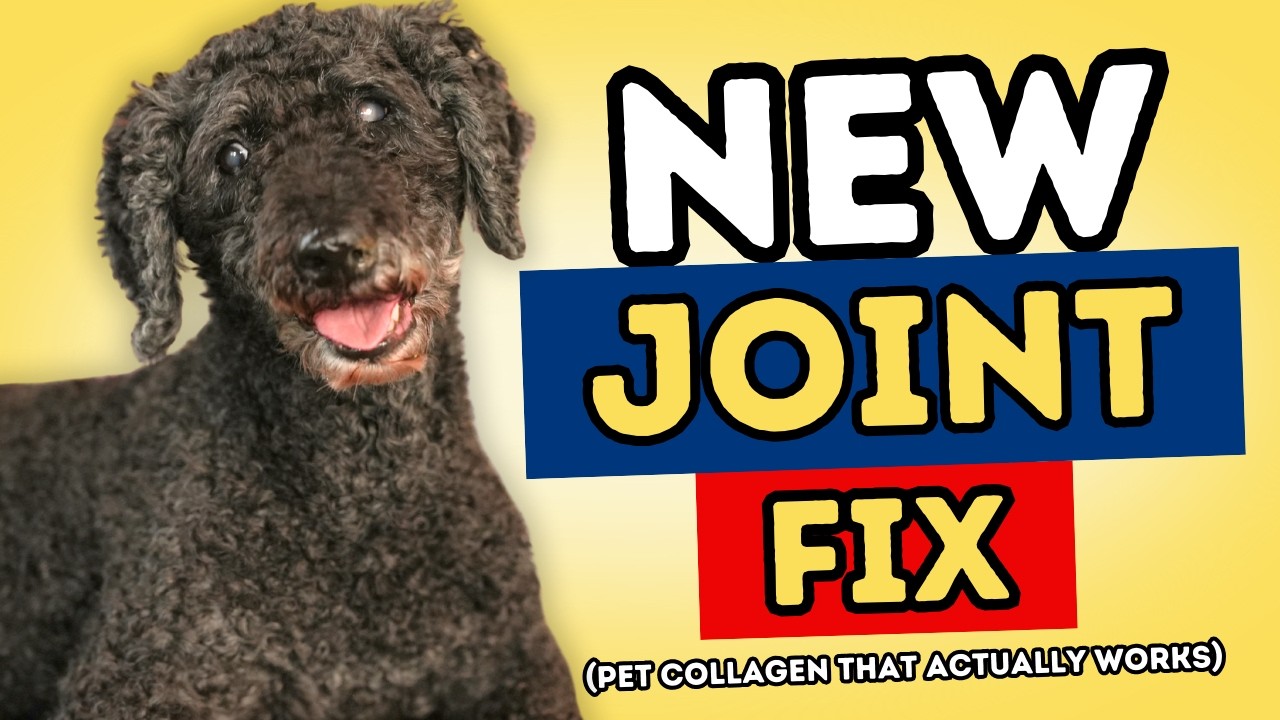 How Undenatured Type II Collagen Stops Dog Arthritis Naturally