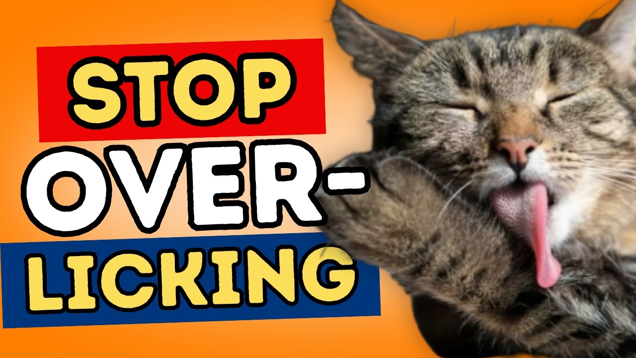 Cat Licking Too Much? The Real Reasons and How to Help Naturally