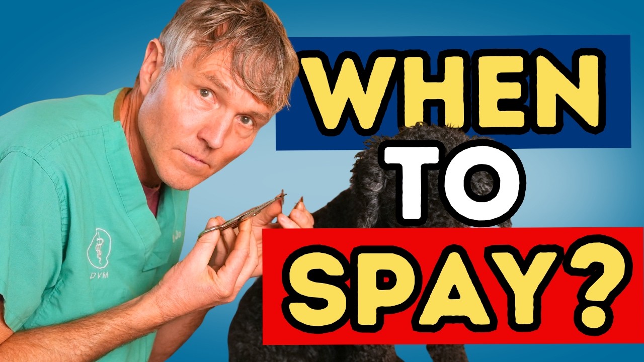 New Studies Reveal Why Early Spay and Neuter Can Harm Your Dog’s Health