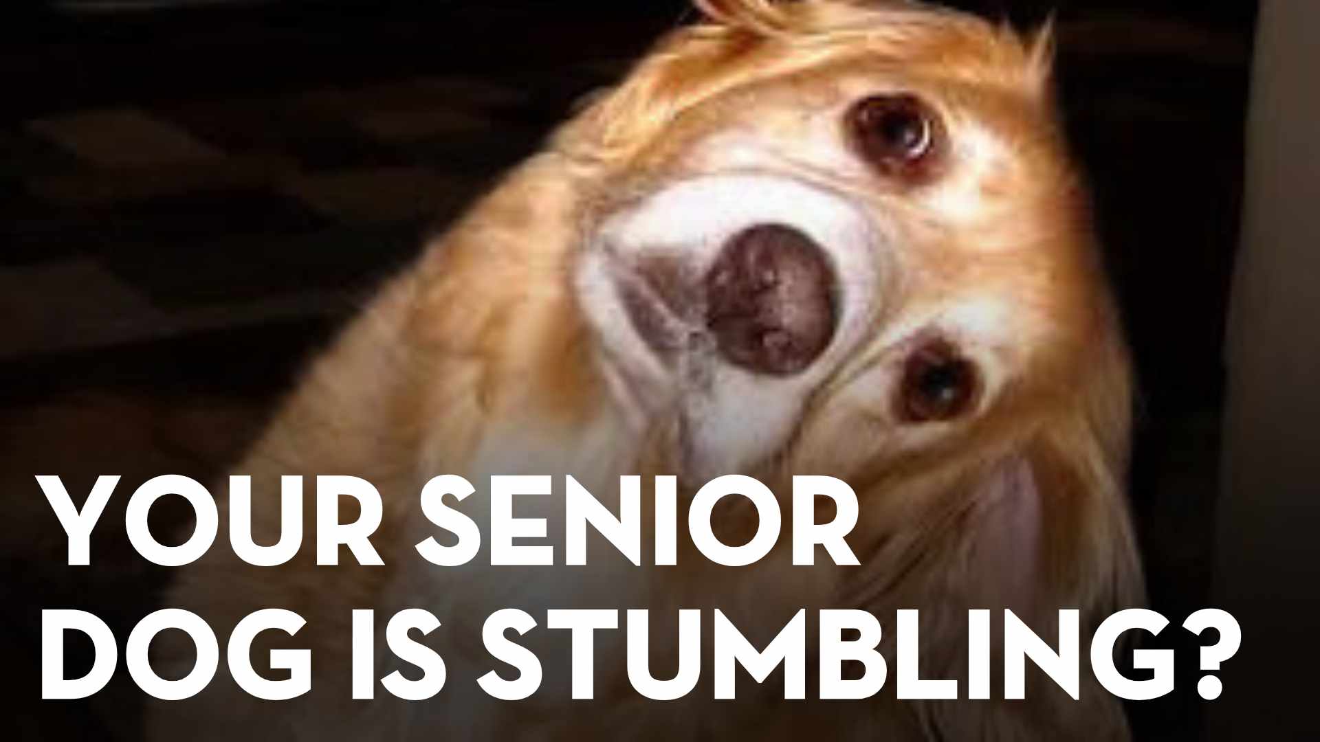 Dog Suddenly Off Balance? It Might Be Vestibular Disease