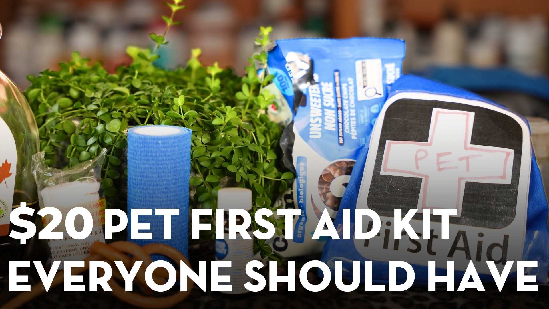 Pet First Aid Skills Every Owner Should Know (Vet Approved)