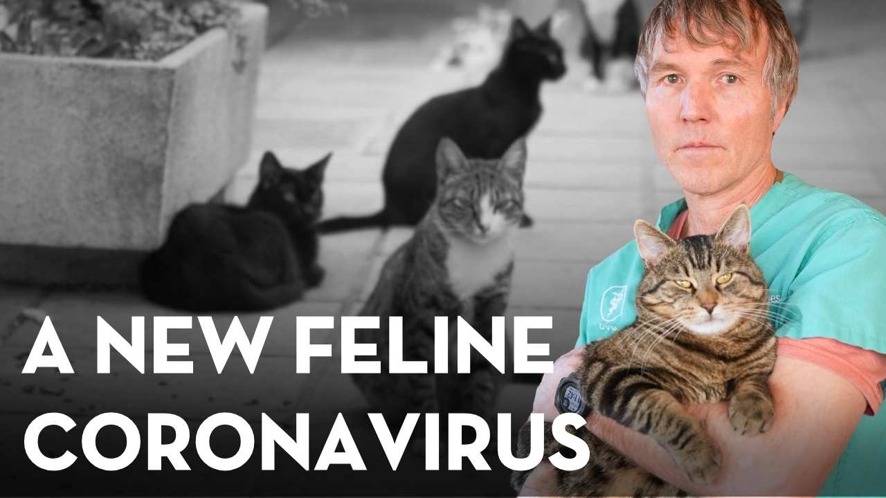 Feline Infectious Peritonitis: A New Feline Coronavirus Strain in Cyprus