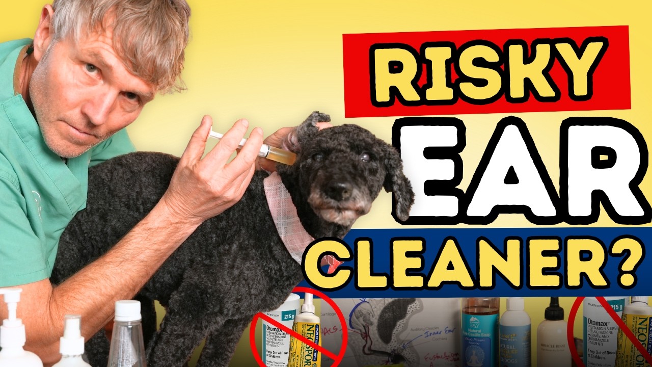 Ear Infections Treat and Ear Cleaning Gone Wrong: Ototoxicity in Dogs and Cats