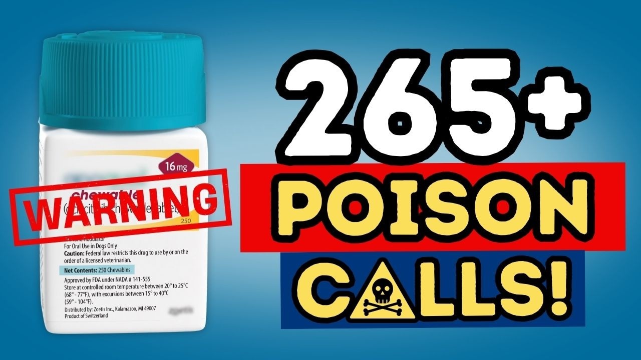 Apoquel Overdose in Dogs: Warning Signs, Treatment, and Safer Alternatives