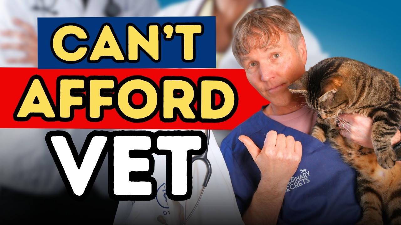 When You Can’t Afford the Vet: A Vet’s Honest Advice