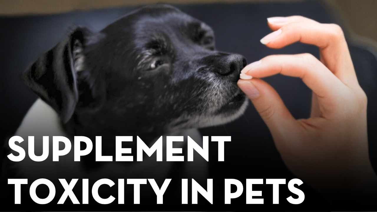 Pet Supplement Toxicity: Products That Can Harm Dogs and Cats