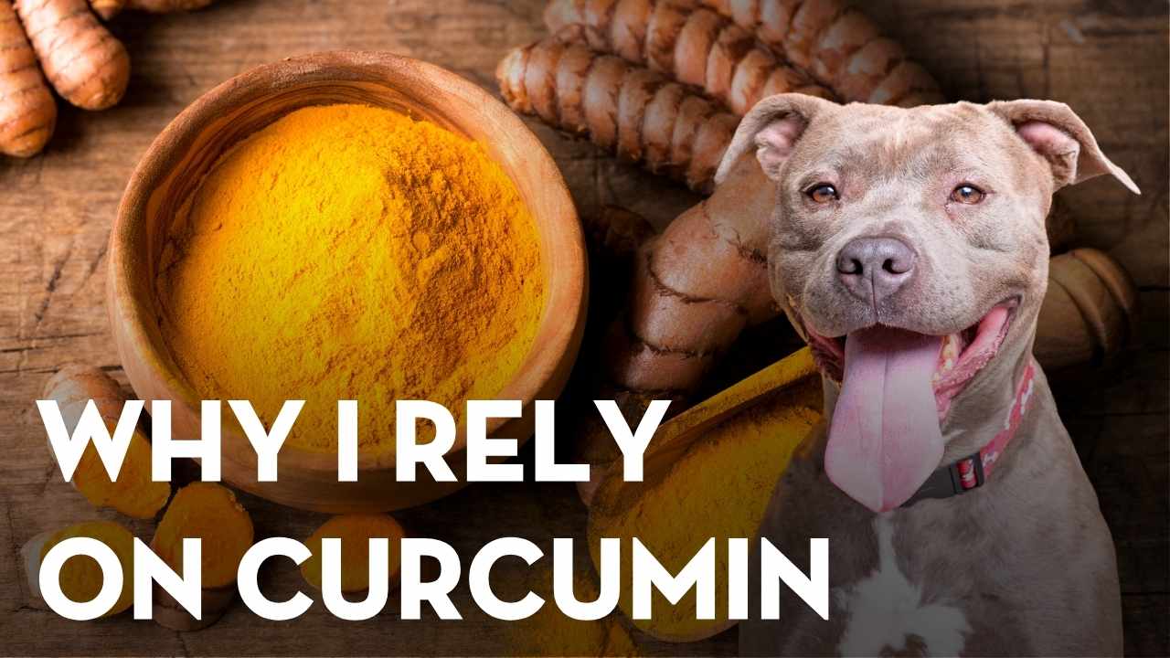Designed to Be Absorbed, Not Wasted: High-Absorption 95% Curcumin for Dogs and Cats