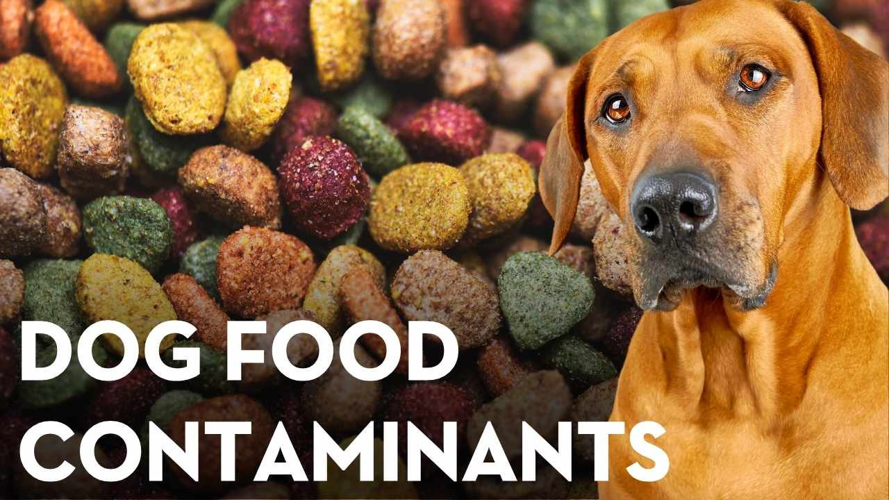 Is Your Dog’s Food Contaminated? New Report Raises Serious Concerns
