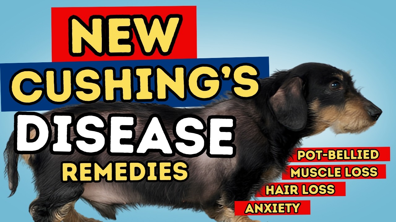 Cushing’s Disease in Dogs: How to Lower Cortisol Naturally