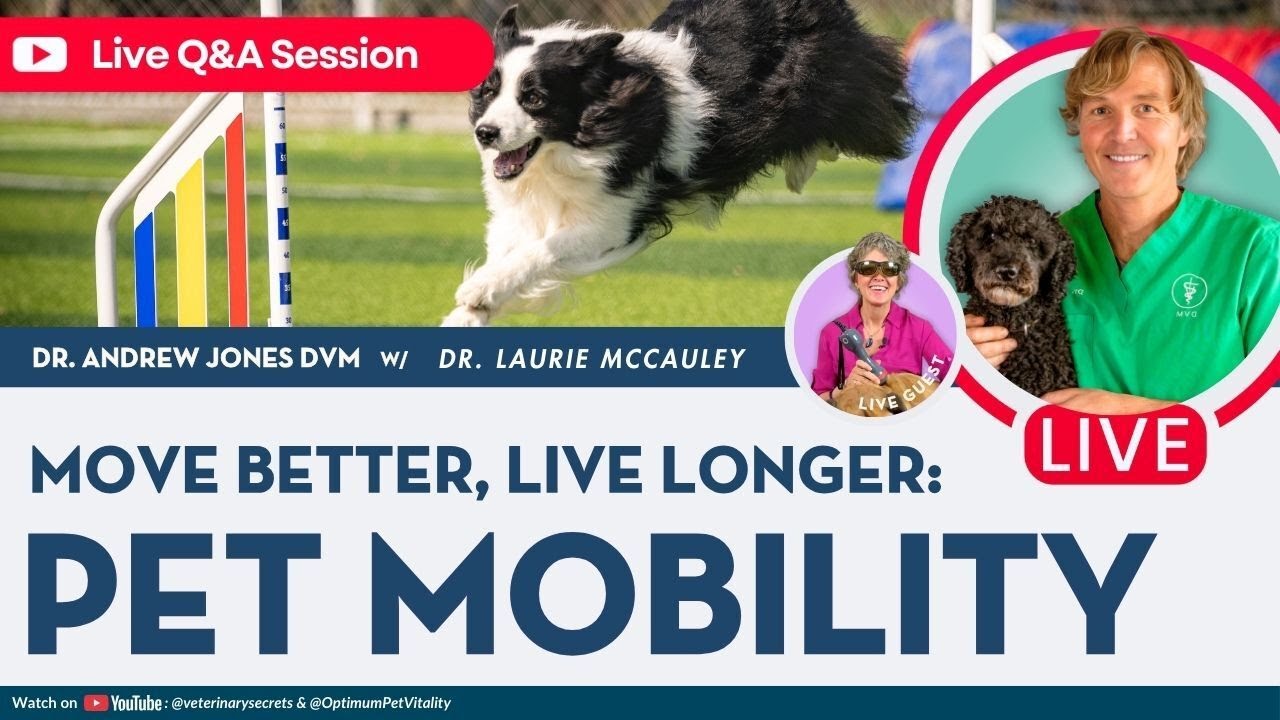 Tuning Fork Therapy Dogs: How Vibration Helps Pain, Fascia, and Mobility