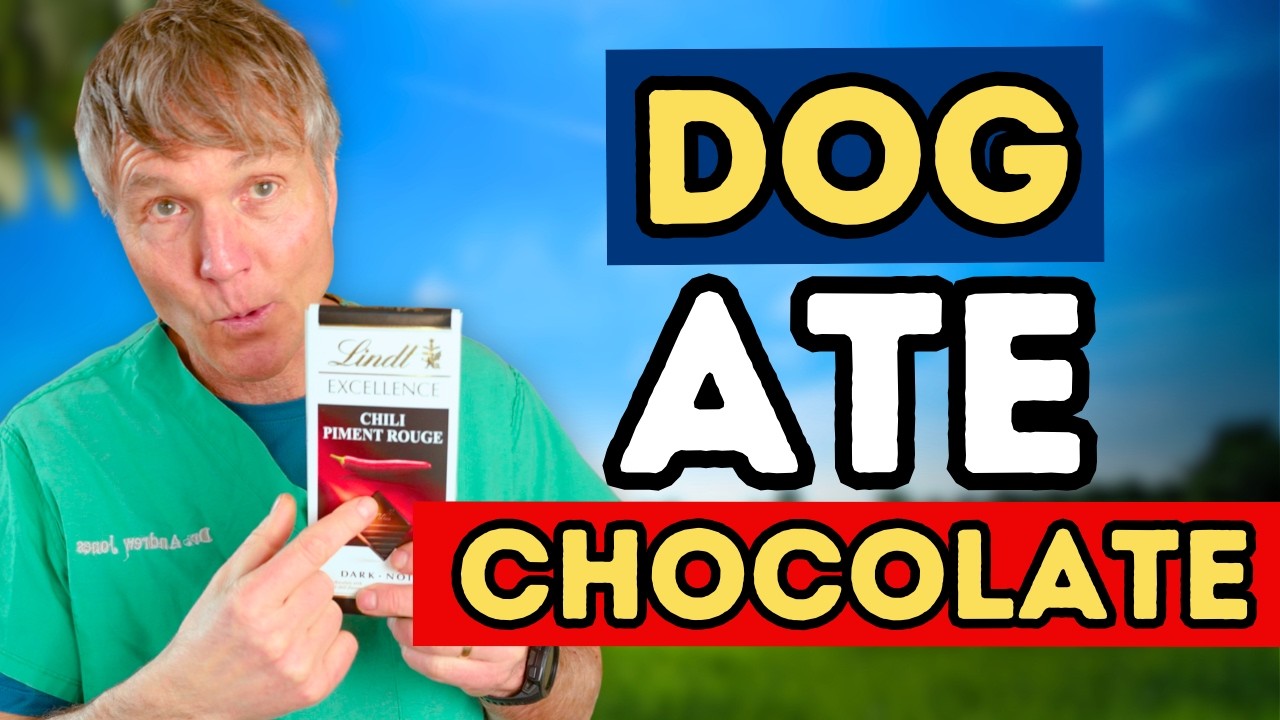 Dog Ate Chocolate? Symptoms Timeline and When to Go to the ER Vet