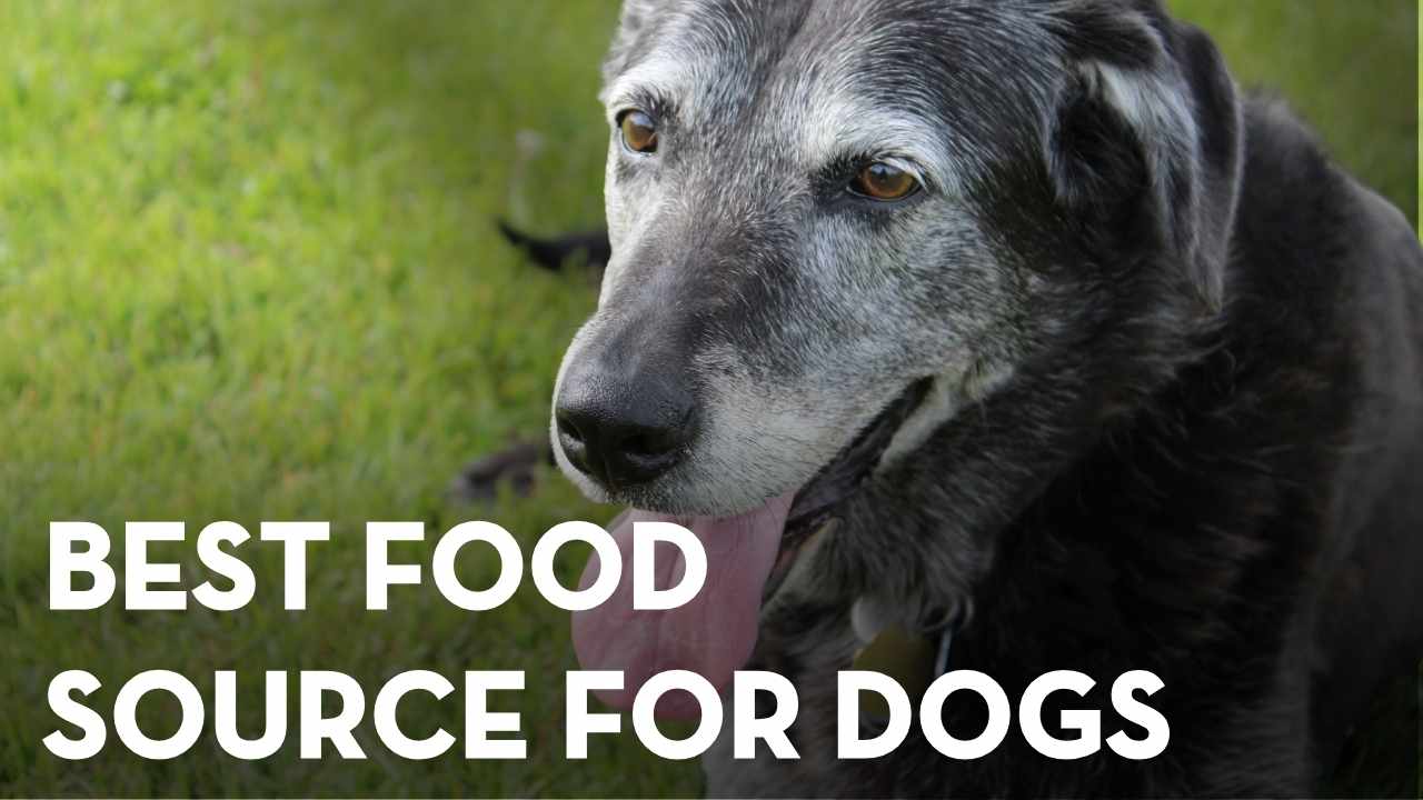 Best Food Sources of Taurine for Dogs (And When Supplements Help)