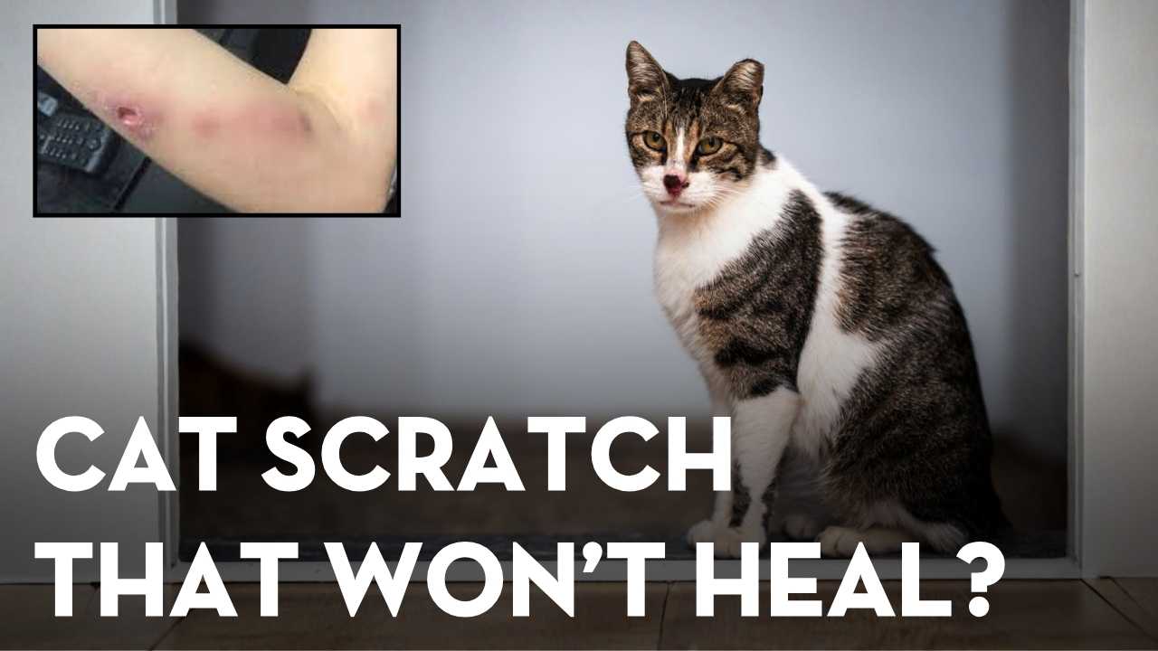 CDC Warning: Cat-Transmitted Sporotrichosis