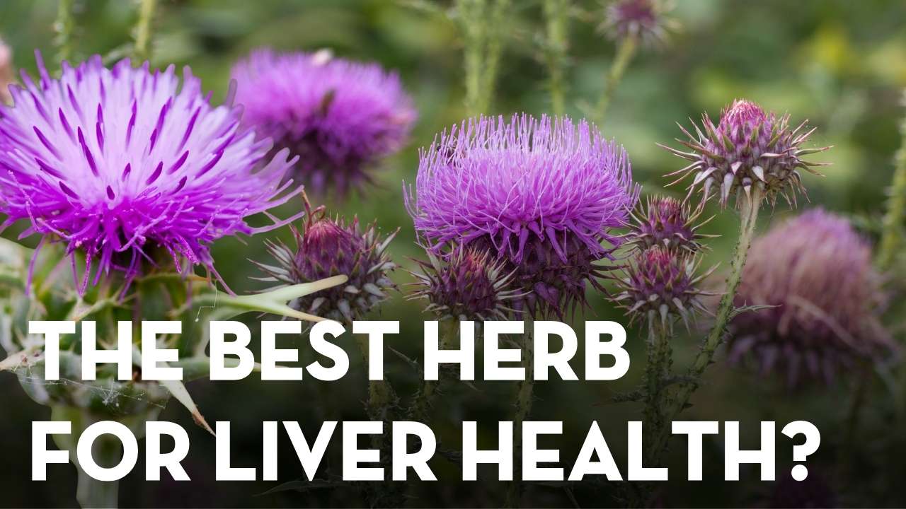High Liver Enzymes in Dogs? Milk Thistle and Liver Support That Helps