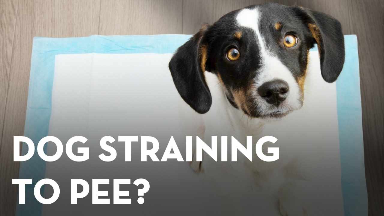 Dog UTI Natural Remedies: 5 At-Home Supports That Actually Help