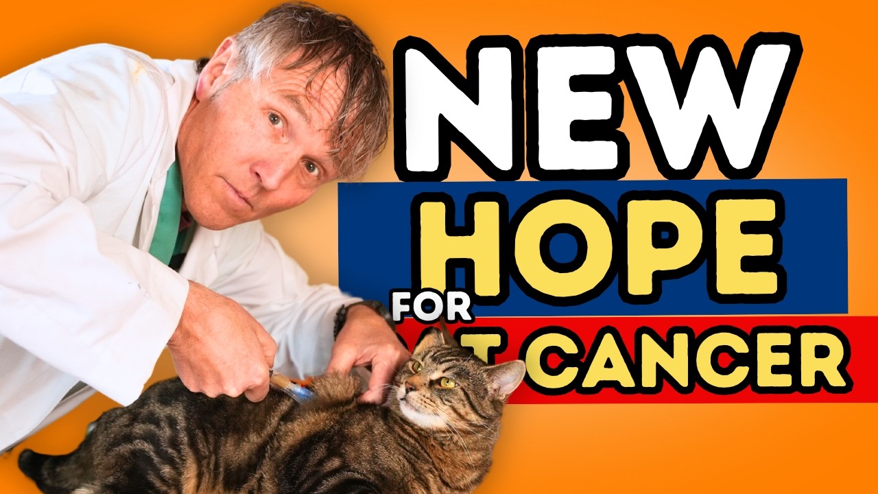 Cat Cancer Treatment Options: What I’d Do for My Own Cat