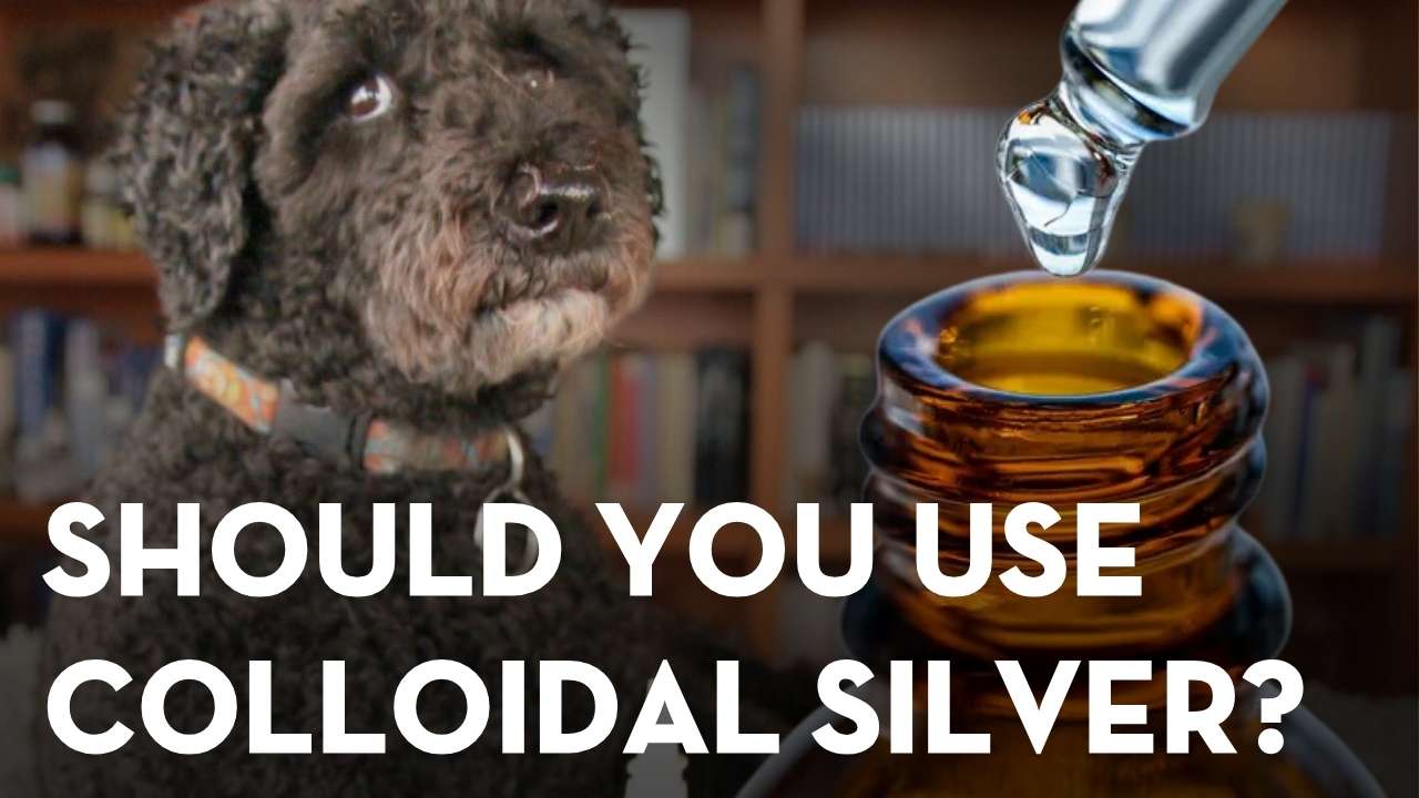 Colloidal Silver for Pets: FDA Warnings vs Real-World Use
