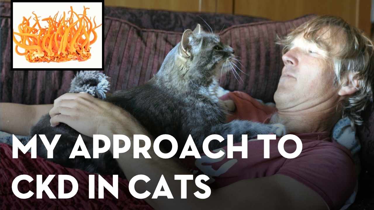 Cat Kidney Disease Support: The Low-Phosphorus Plan That Helps Most