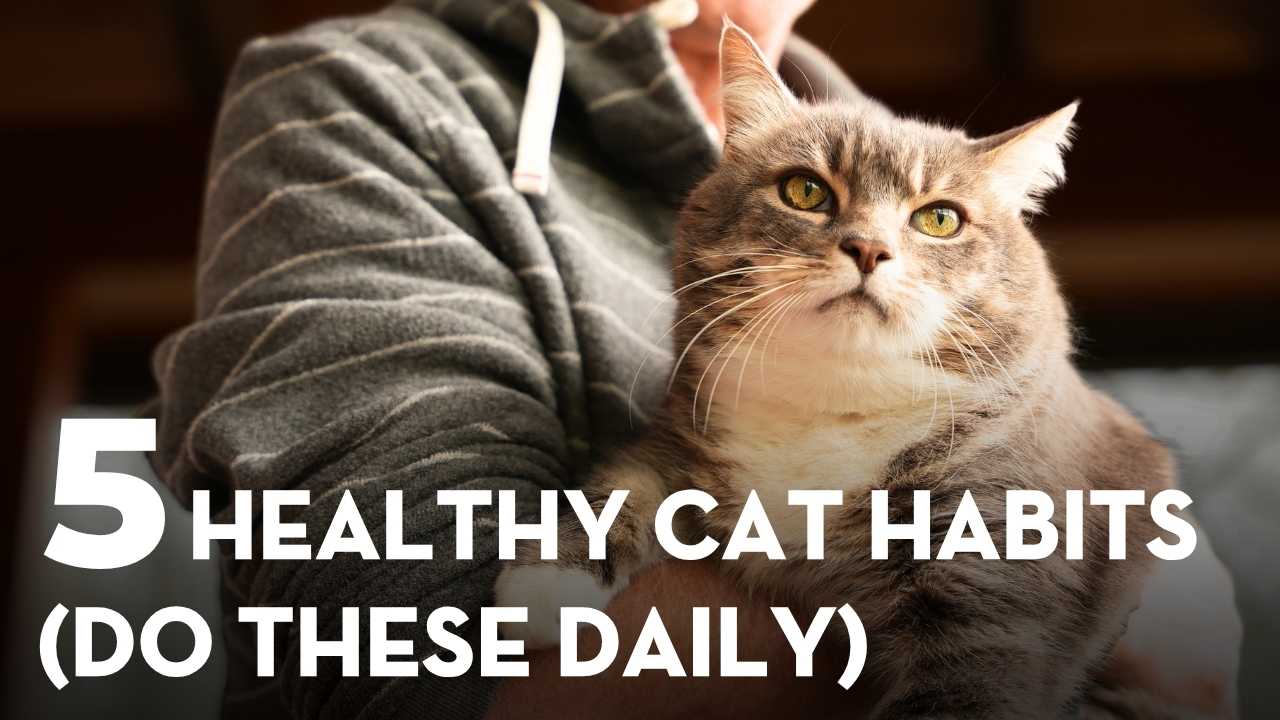 Cat Care Tips Prevent Disease: 5 Daily Habits for Kidney, Urinary, and Immune Health
