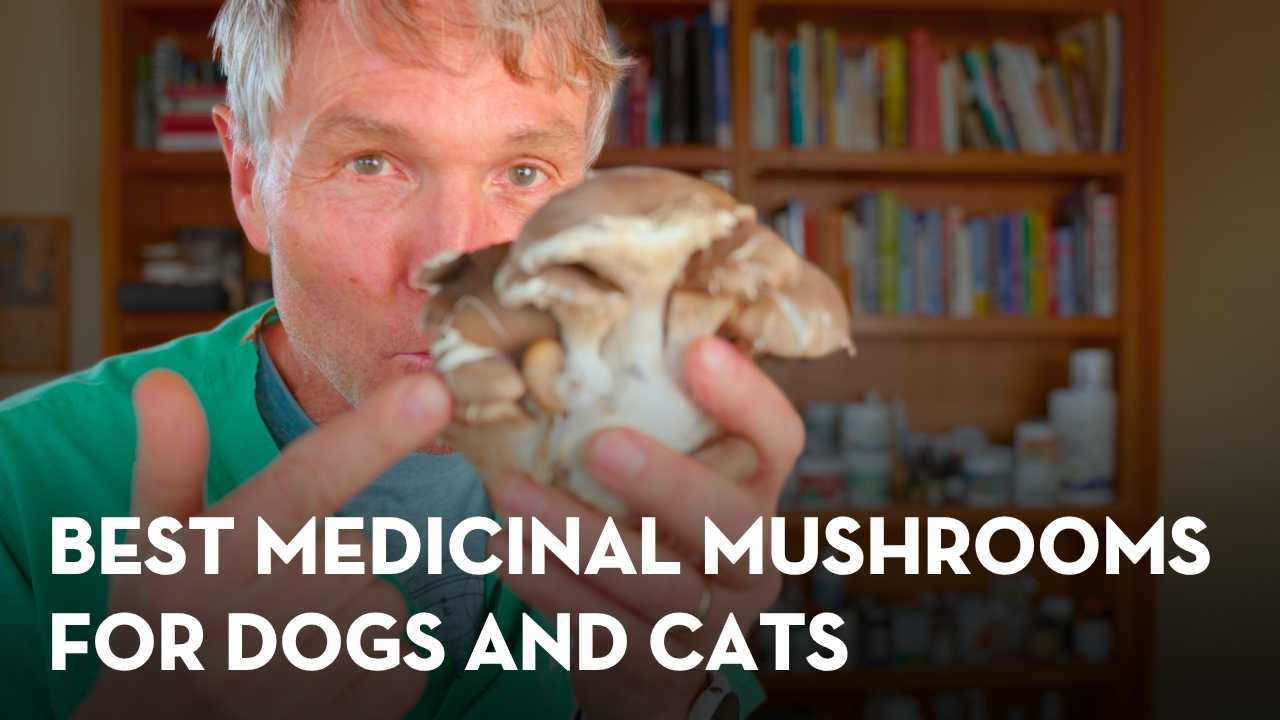 Best Medicinal Mushrooms for Dogs and Cats: Which One to Use and Why