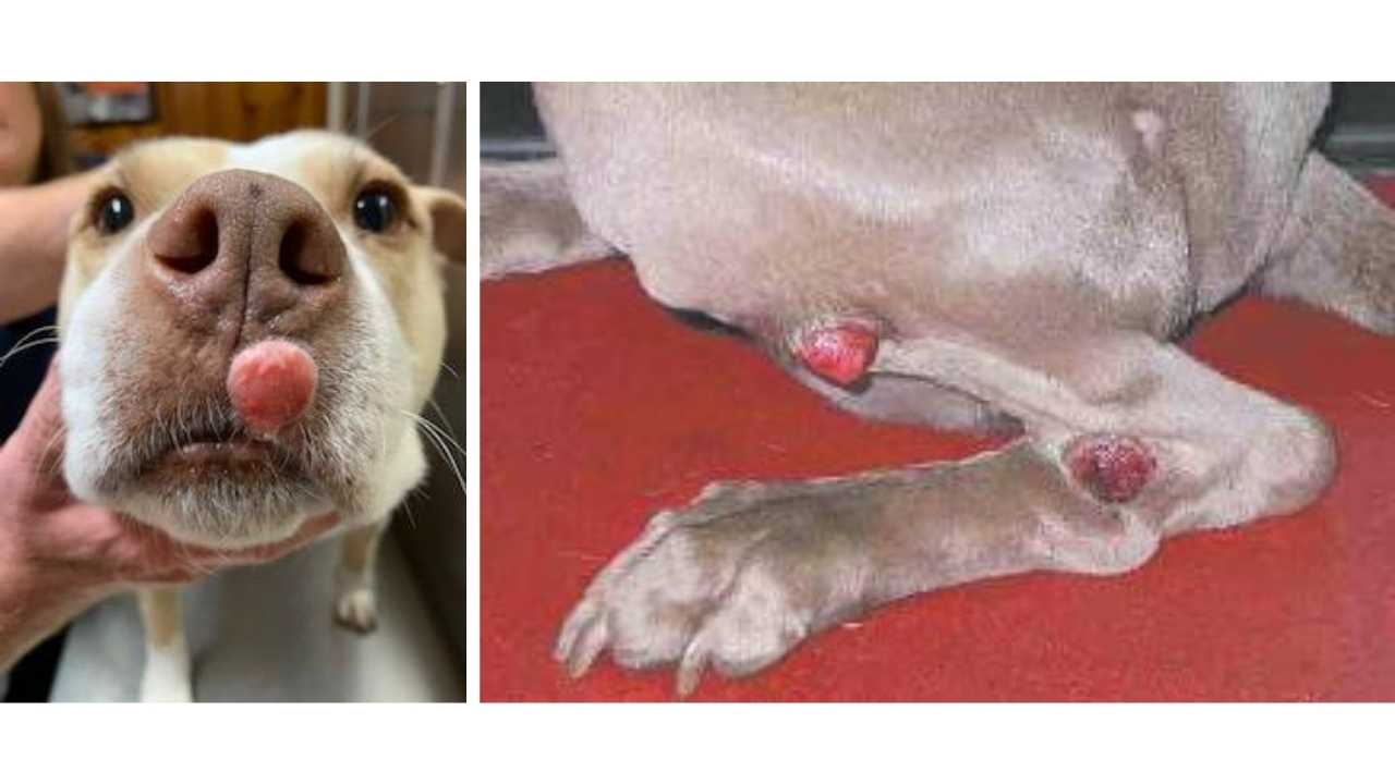 Mast Cell Tumors Dogs Signs Grading Treatment And Natural Support 