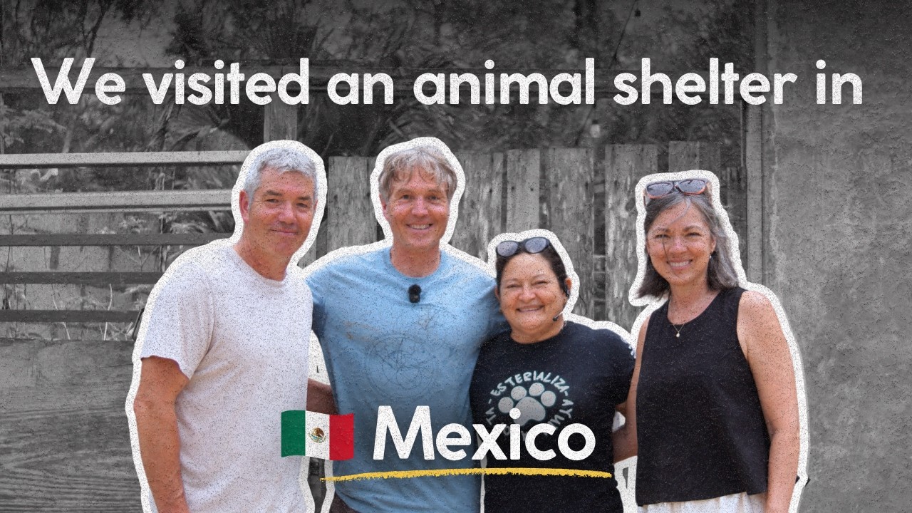 A Rescue in Tulum That Needs Your Help
