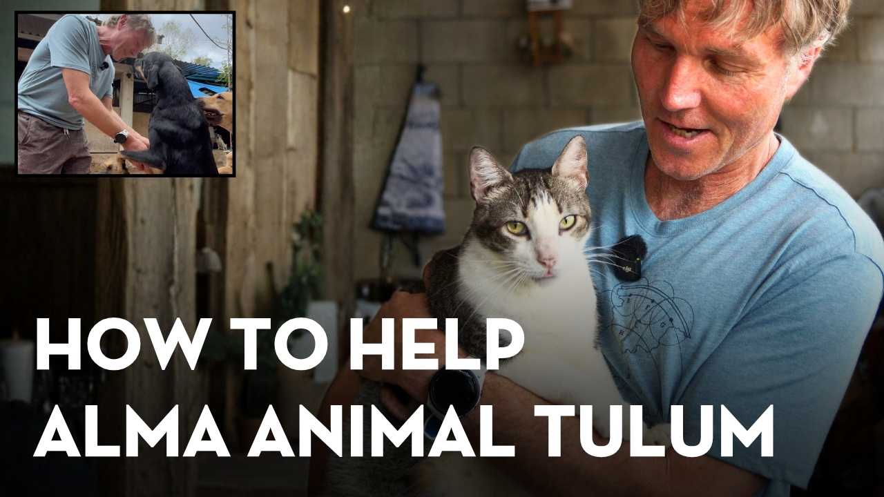 Alma Animal Tulum: A Shelter in Paradise That Needs Your Help