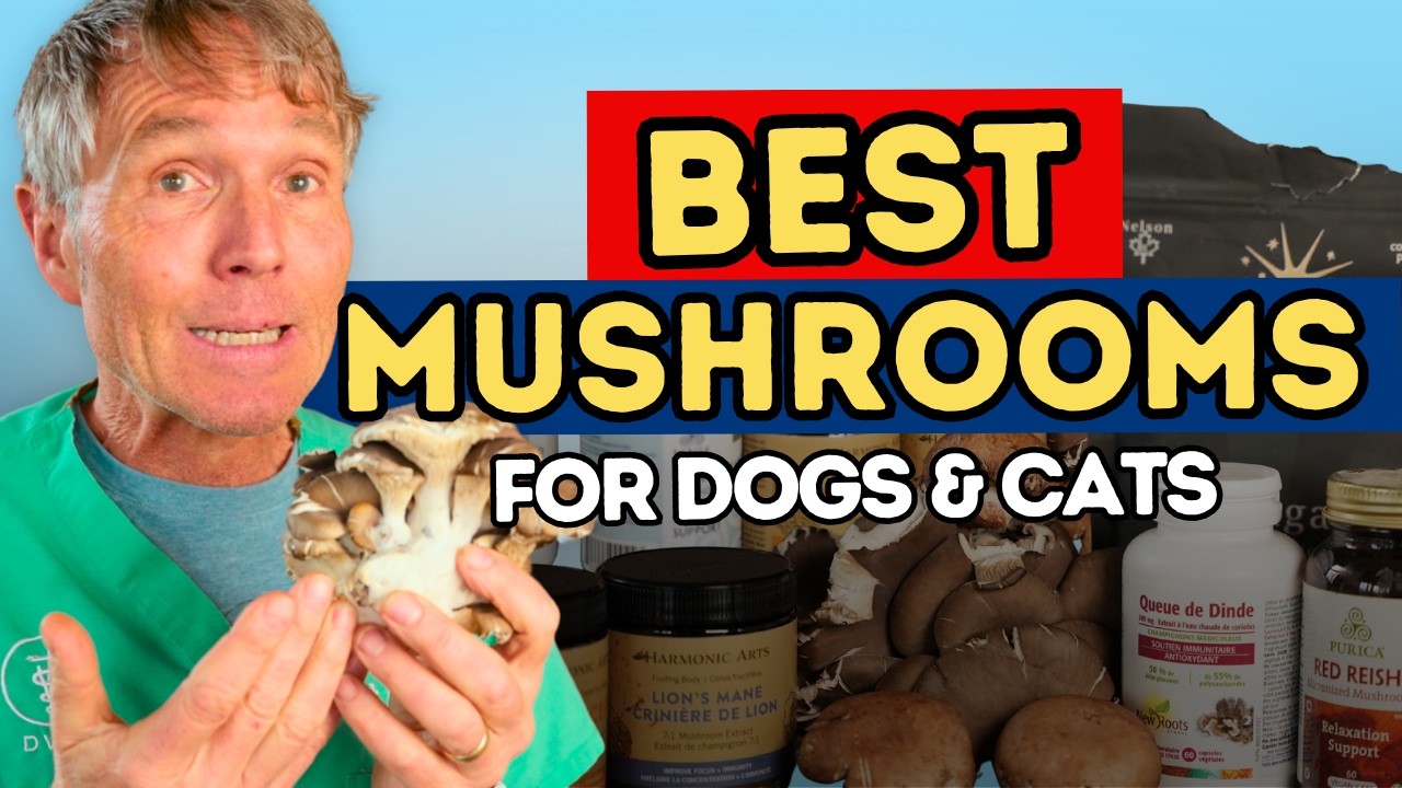 Mushrooms for Dogs Cats: What They Really Do (Benefits, Best Types, and Quality Tips)